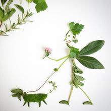 Garden in a Bag | Dog Grass | Pet Treat | Dog gift: Dog Grass