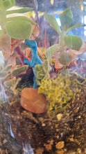 Terrariums | November 6th, 2026 | 3-5pm
