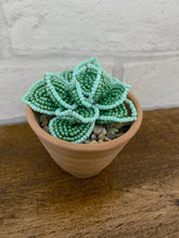 Beaded Succulent in a terracotta pot on a wood surface
