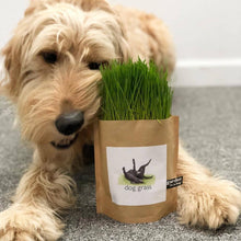 Garden in a Bag | Dog Grass | Pet Treat | Dog gift: Dog Grass
