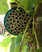 Native Bee Bottle | Spring | Pollinator Garden | Best Seller: Native Bee