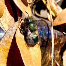 Native Bee Bottle | Spring | Pollinator Garden | Best Seller: Native Bee