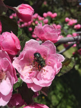 Native Bee Bottle | Spring | Pollinator Garden | Best Seller: Native Bee