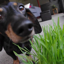 Garden in a Bag | Dog Grass | Pet Treat | Dog gift: Dog Grass